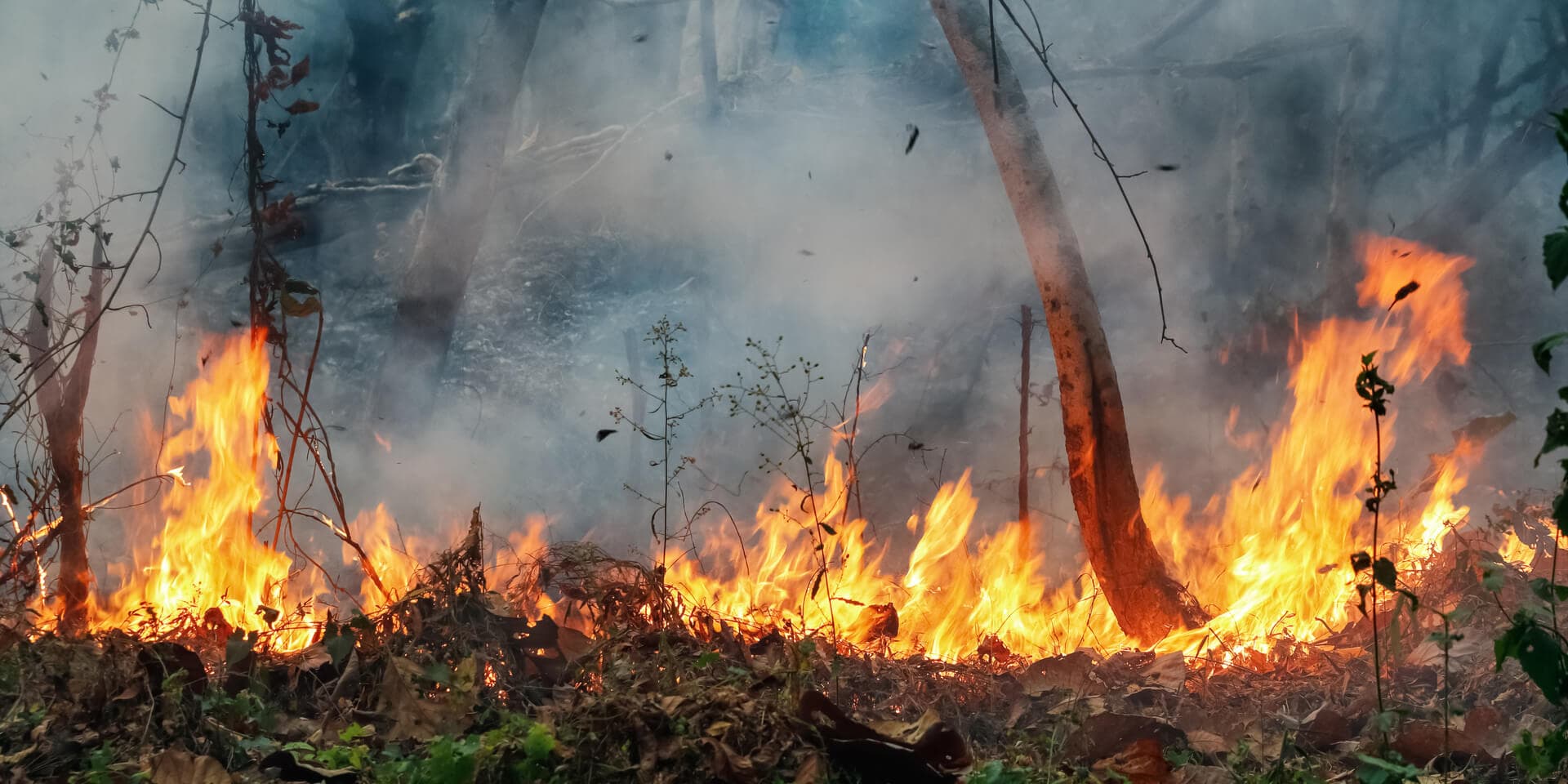Wildfire events Birthday Parties for Kids